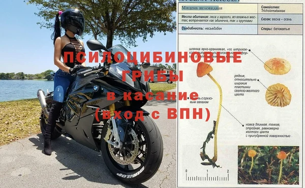 гашик Белокуриха